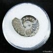 Small Pyritized Jurassic Ammonite Cheltonia - England #2400-1